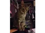 Lost Big male cat rd street Please HELP(