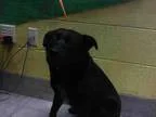 Adopt CARLA a Schipperke  Chow Chow  Mixed dog in Grand Prairie 