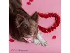 Adopt Rosa a BrownChocolate - with White Australian Shepherd  Mi