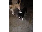 Adopt Zena a Pit Bull Terrier