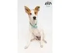 Adopt Daisy April a Jack Russell Terrier  Mixed dog in Jefferson