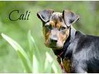 Adopt Cali a Brindle Manchester Terrier  Mixed dog in Chester CT