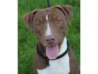 Adopt Gremlin a Pit Bull Terrier