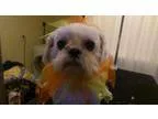 Adopt DeJaVue a Shih Tzu