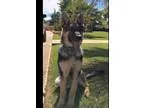 Adopt Keegan a Black - with Tan Yellow or Fawn German Shepherd D