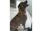 Adopt Thor a Pit Bull Terrier