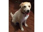 Adopt Madison a White - with Red Golden Orange or Chestnut Labra