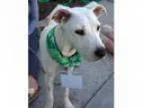 Adopt marti a RedGoldenOrangeCh estnut - with White Australian C