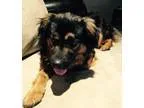 Adopt Bailey- ADOPTED a Staffordshire Bull Terrier