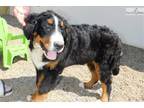 Laura s Loving Pet Sitting  Walking Services Inc.