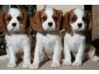 Jsf1 Cavalier King Charles Spaniels Pups for sale