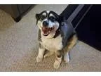 Adopt Sydney a Tricolor (TanBrown and Black and White) Australia