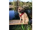 Adopt &quotMarge&quot a Pug Border Terrier