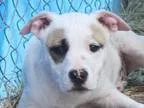 Adopt Maddie - in Maine a Shepherd