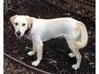Adopt DAKOTA a Black - with Gray or Silver Labrador Retriever  G