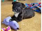 Adopt Teacup a Black - with White Border Collie  Cocker Spaniel 
