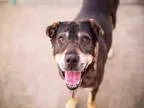Adopt Thunder a Labrador Retriever