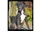 Adopt Al a Black - with White Labrador Retriever  Hound (Unknown