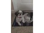 Adopt PRINCE a White Poodle (Miniature)  Mixed dog in Toronto ON