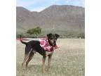 Adopt Chicharito a Miniature Pinscher