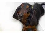 Adopt Benelli a Basset Hound