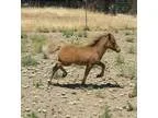 2015 Silver Bay Filly AR granddaughter of Little Kings Supreme D