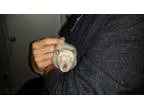 Adopt Guy and Stphane a Rat