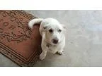 Adopt Dakota a White Basset Hound  Husky  Mixed dog in WAGONER O