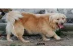 Adopt Aiden V Newman a Golden Retriever Corgi