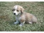 Cute pembroke welsh corgi puppy