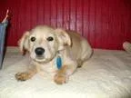 Adopt Eddie a Terrier Golden Retriever