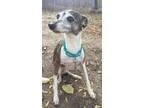 Adopt Sadie - Wichita a Italian Greyhound