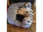 Adopt Miley and Macie a Pug Beagle