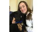 Adopt Evan a Black - with Tan Yellow or Fawn Shepherd (Unknown T