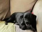 Loving Dog Sitter