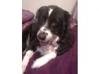 Adopt Jackie a Border Collie