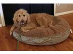 Adopt Stanley a Poodle Golden Retriever