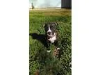 Adopt Monte - PUPPY a Pit Bull Terrier