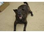 Adopt Roofus a German Shepherd Dog
