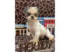 Adopt Hemi Montgomery a Shih Tzu
