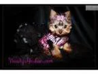Tiny Teacup Yorkie Little Prissy [url removed]