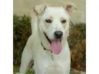 Adopt Smith a Yellow Labrador Retriever Australian Shepherd