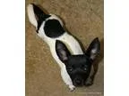 Adopt Lochlan a Jack Russell Terrier