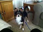 Adopt Toby a Shetland Sheepdog Sheltie Papillon
