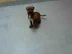 Adopt LIL BIT a Boxer Mixed dog in Tulsa OK ()