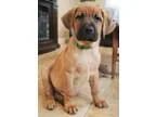 Adopt Comet - Adoption Pending a Shepherd Hound