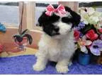 Sweet Home Trained Havanese Puppies