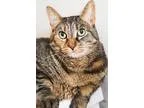 Adopt Jinxy a Brown Tabby Domestic Shorthair  Mixed cat in Ellic