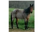 Gorgeous Double Registered AQHA NFQHA Bay Roan Cow Ranch Horse