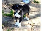 Adopt Toran a Tricolor (TanBrown and Black and White) Greater Sw